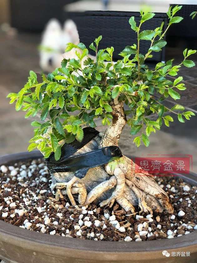 榆树下山桩怎么制作抱石盆景的方法