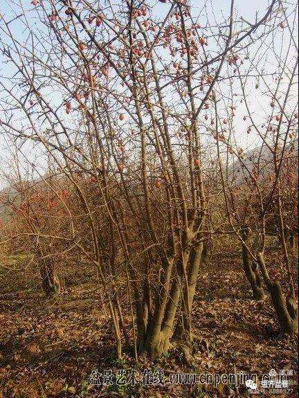 图解 大型丛林老鸦柿下山桩怎么制作成盆景