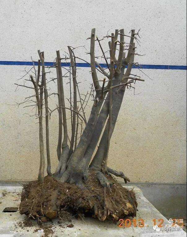 图解 大型丛林老鸦柿下山桩怎么制作成盆景