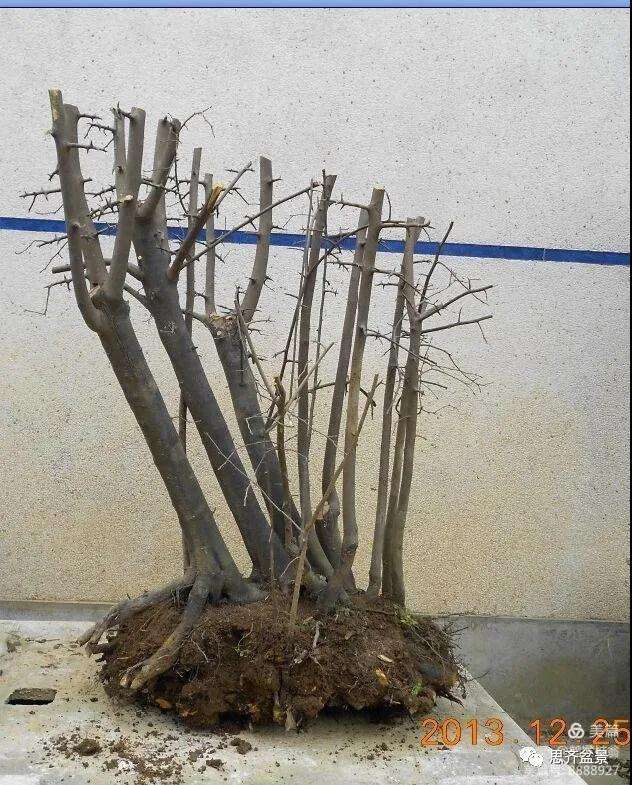 图解 大型丛林老鸦柿下山桩怎么制作成盆景