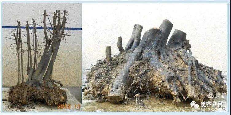 图解 大型丛林老鸦柿下山桩怎么制作成盆景