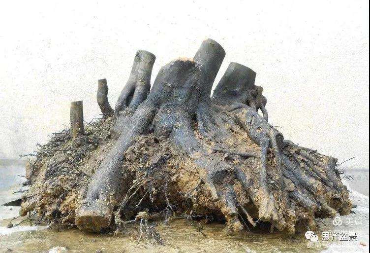 图解 大型丛林老鸦柿下山桩怎么制作成盆景