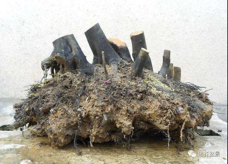 图解 大型丛林老鸦柿下山桩怎么制作成盆景