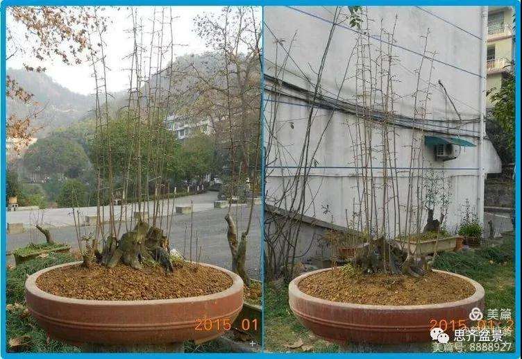 图解 大型丛林老鸦柿下山桩怎么制作成盆景