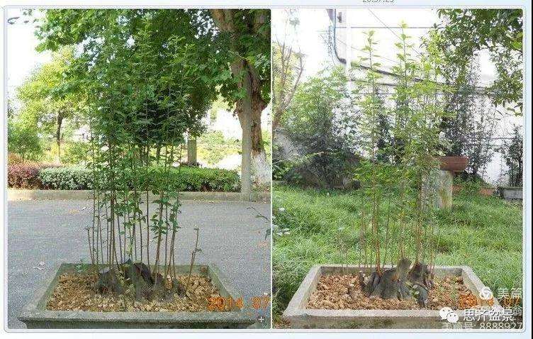 图解 大型丛林老鸦柿下山桩怎么制作成盆景