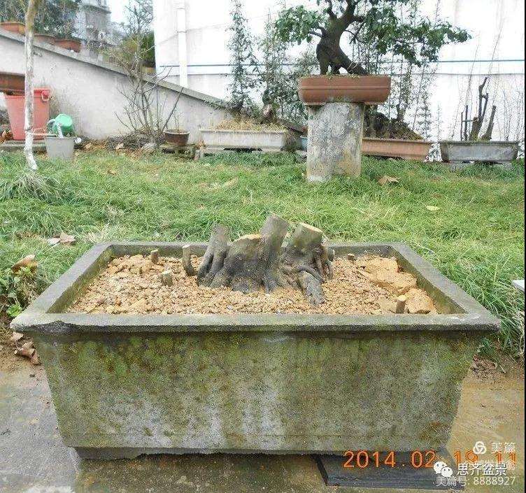 图解 大型丛林老鸦柿下山桩怎么制作成盆景