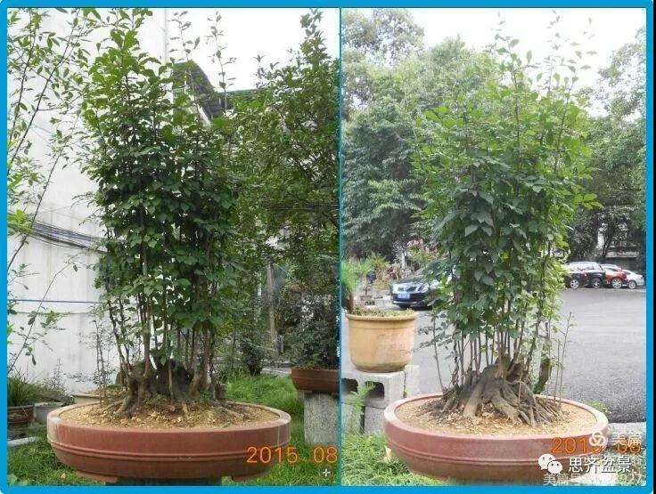 图解 大型丛林老鸦柿下山桩怎么制作成盆景