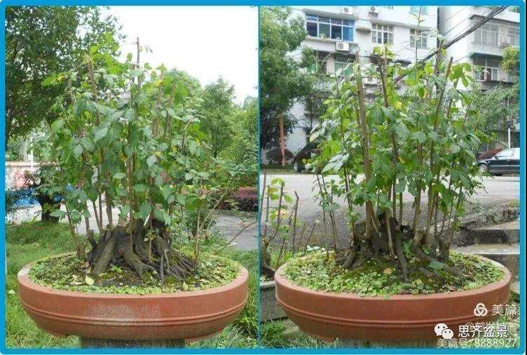 图解 大型丛林老鸦柿下山桩怎么制作成盆景