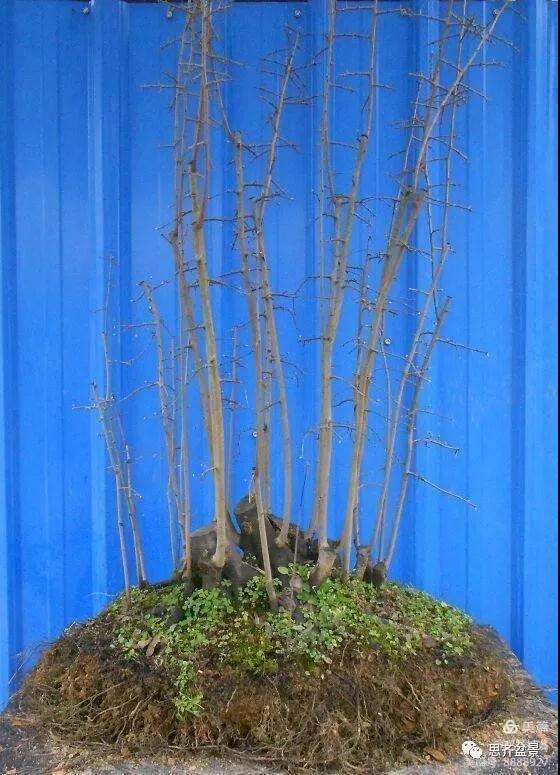 图解 大型丛林老鸦柿下山桩怎么制作成盆景