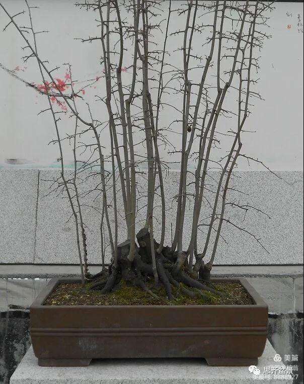 图解 大型丛林老鸦柿下山桩怎么制作成盆景