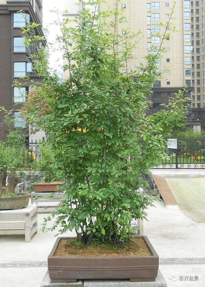 图解 大型丛林老鸦柿下山桩怎么制作成盆景