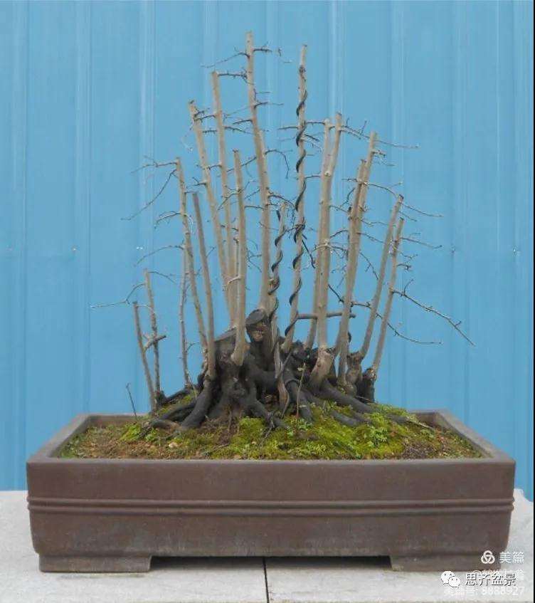 图解 大型丛林老鸦柿下山桩怎么制作成盆景