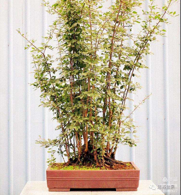 图解 大型丛林老鸦柿下山桩怎么制作成盆景