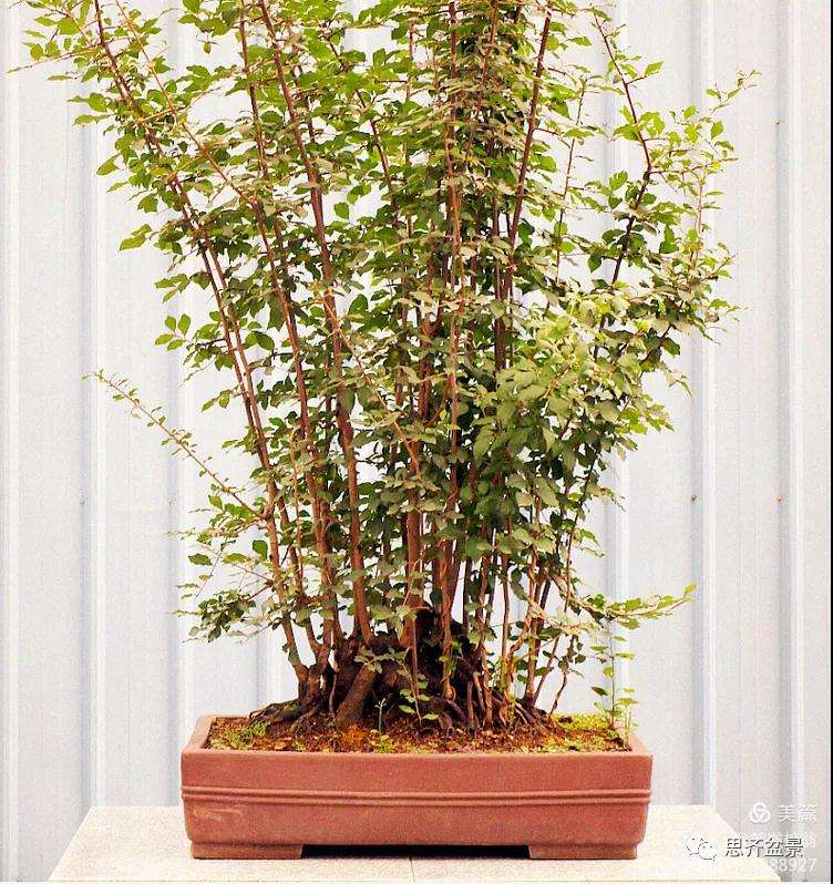 图解 大型丛林老鸦柿下山桩怎么制作成盆景