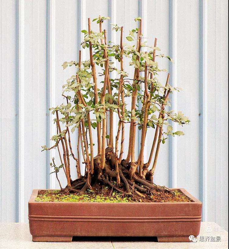 图解 大型丛林老鸦柿下山桩怎么制作成盆景