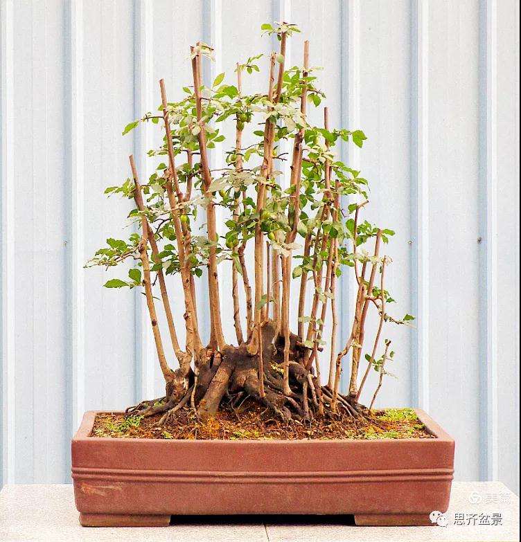 图解 大型丛林老鸦柿下山桩怎么制作成盆景