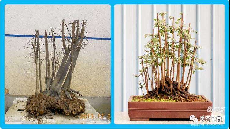 图解 大型丛林老鸦柿下山桩怎么制作成盆景
