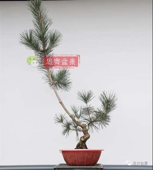 图解 籽播黑松 8年时间制作成盆景