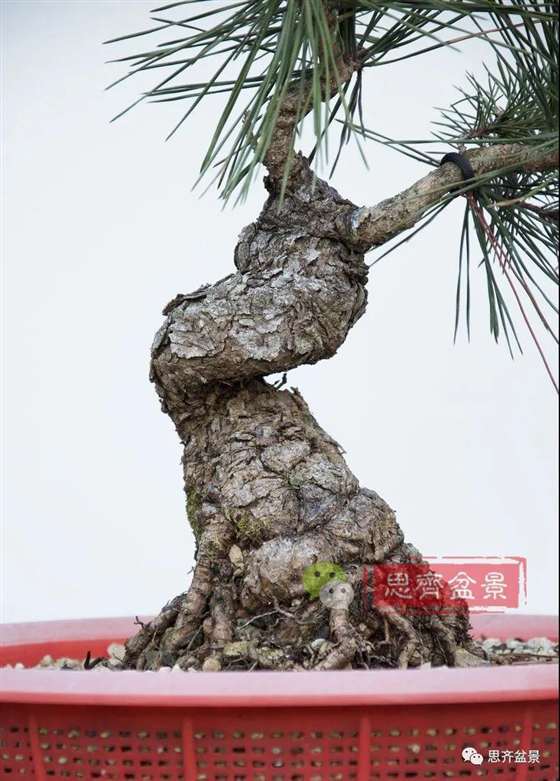 图解 籽播黑松 8年时间制作成盆景