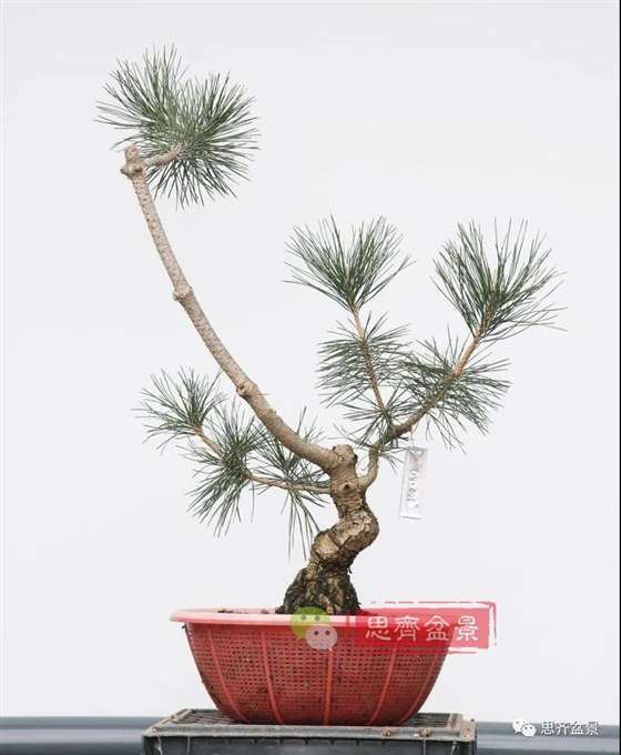 图解 籽播黑松 8年时间制作成盆景