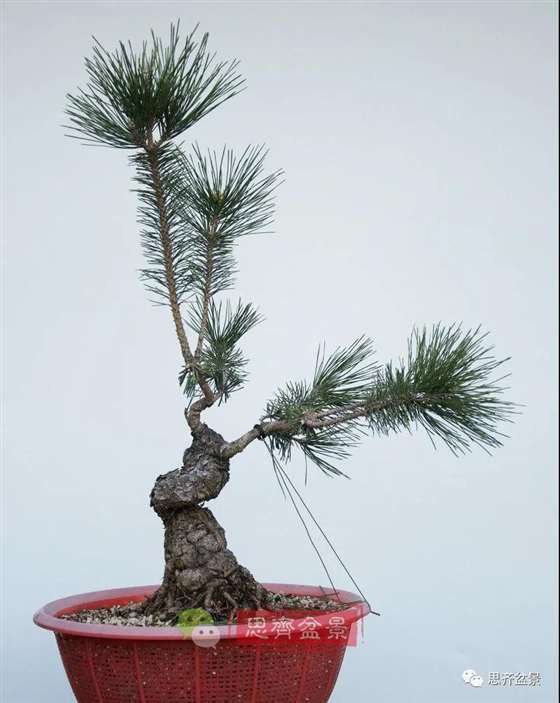 图解 籽播黑松 8年时间制作成盆景