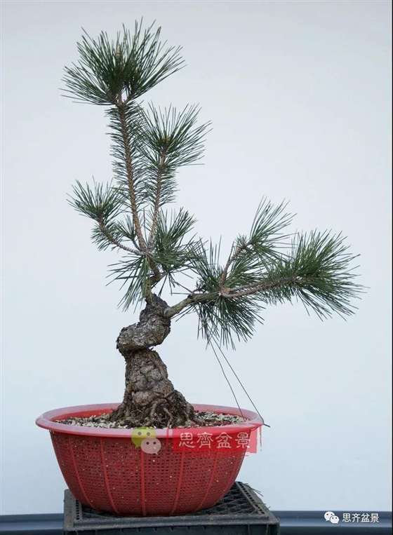 图解 籽播黑松 8年时间制作成盆景