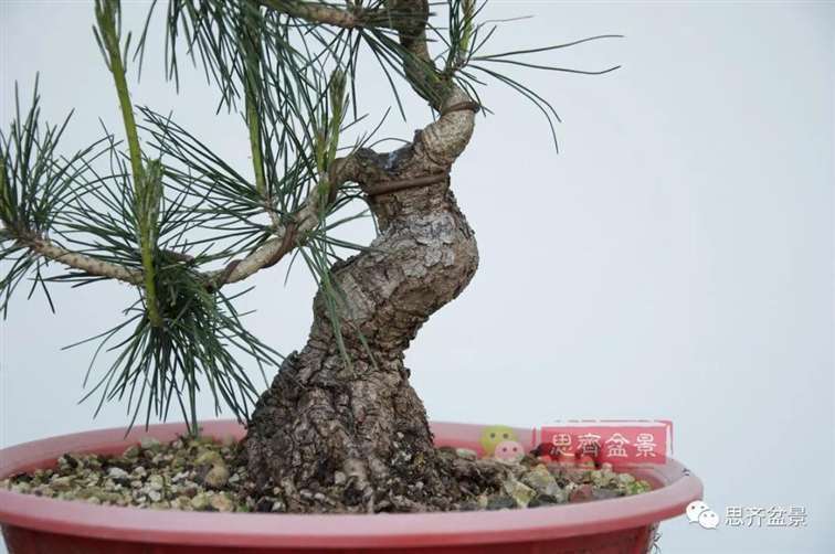 图解 籽播黑松 8年时间制作成盆景