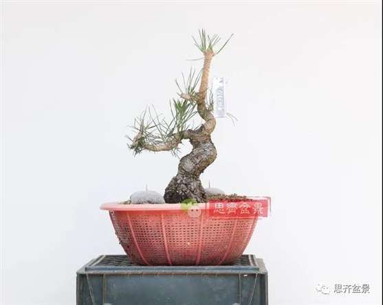 图解 籽播黑松 8年时间制作成盆景