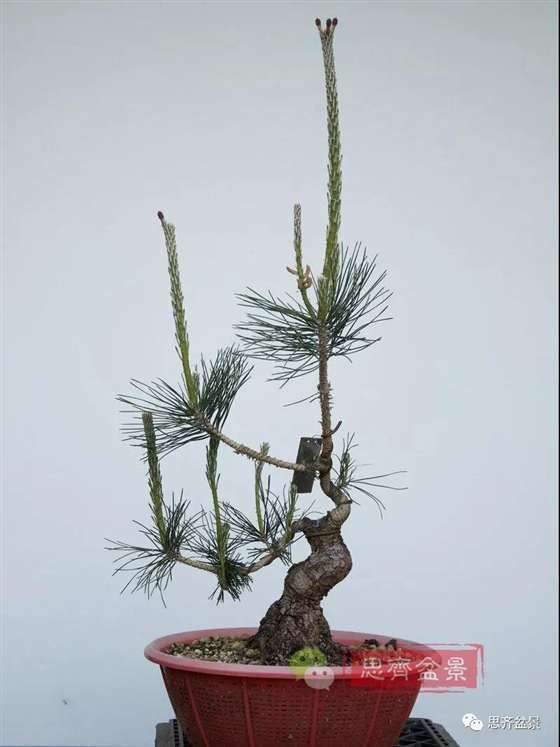 图解 籽播黑松 8年时间制作成盆景
