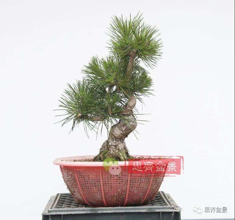 图解 籽播黑松 8年时间制作成盆景
