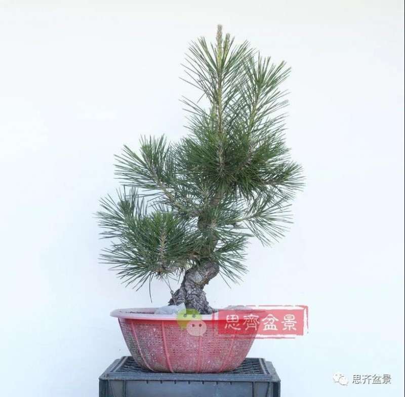 图解 籽播黑松 8年时间制作成盆景