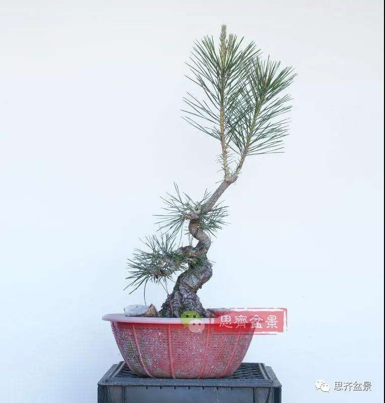 图解 籽播黑松 8年时间制作成盆景