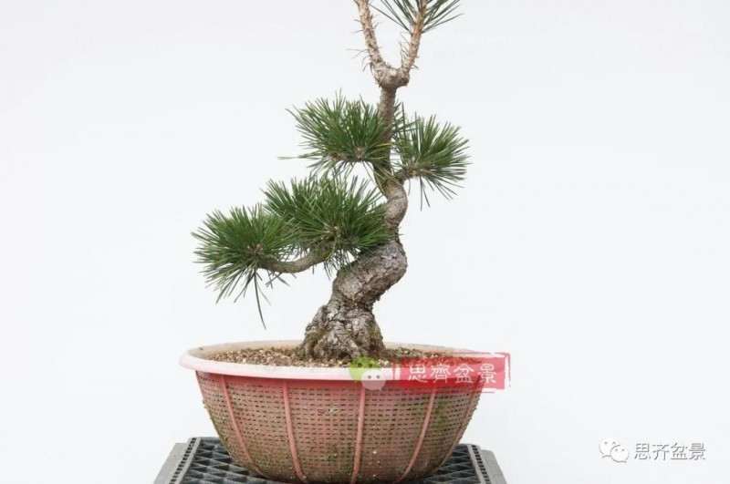 图解 籽播黑松 8年时间制作成盆景