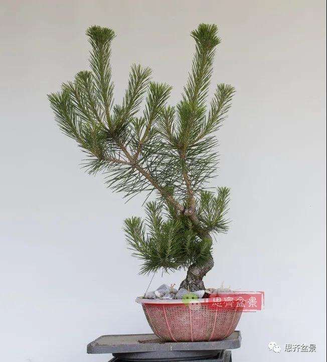 图解 籽播黑松 8年时间制作成盆景