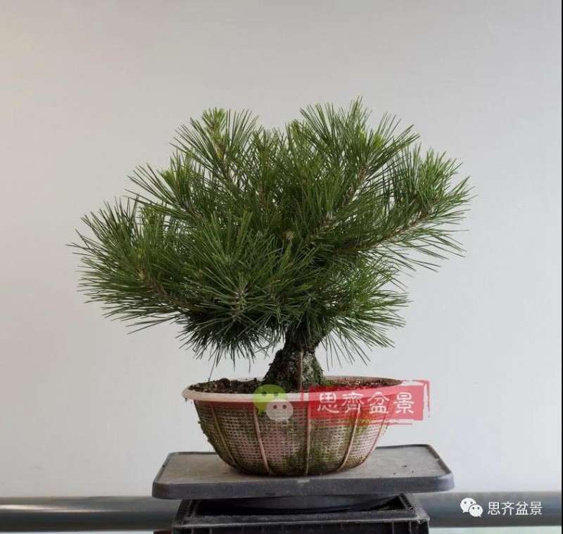 图解 籽播黑松 8年时间制作成盆景