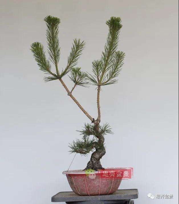图解 籽播黑松 8年时间制作成盆景