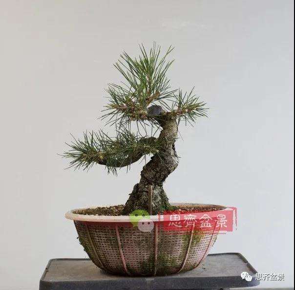 图解 籽播黑松 8年时间制作成盆景