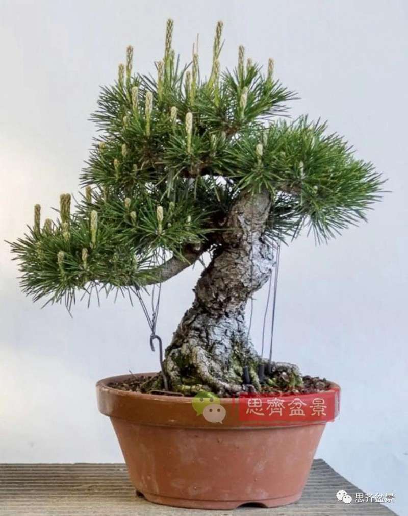 图解 籽播黑松 8年时间制作成盆景