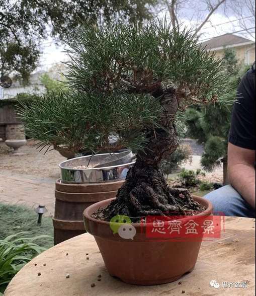 图解 籽播黑松 8年时间制作成盆景