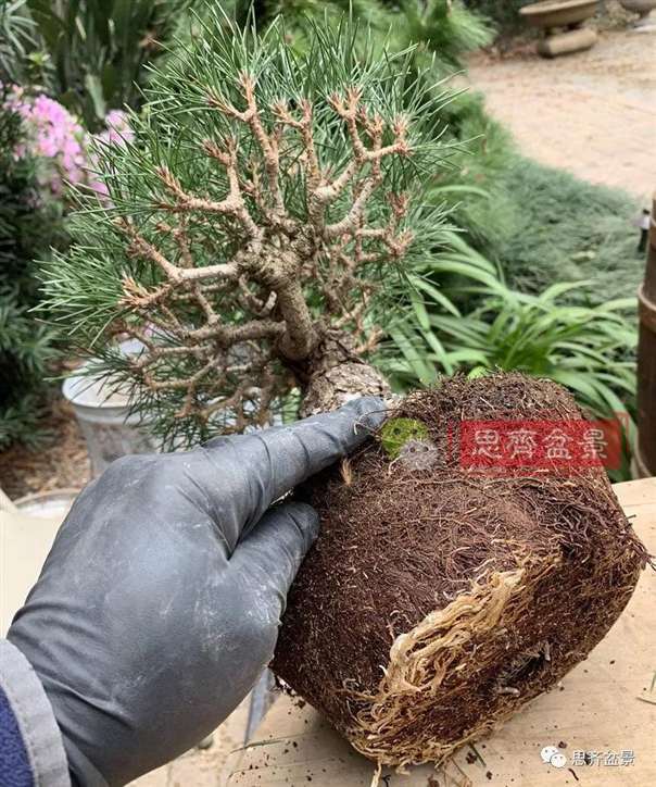 图解 籽播黑松 8年时间制作成盆景