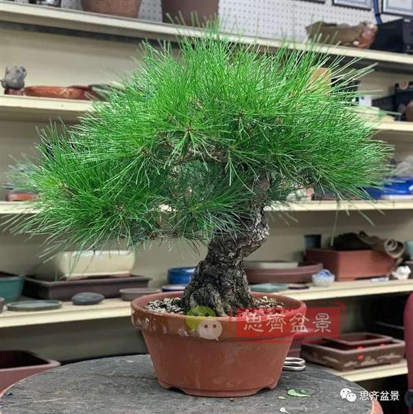 图解 籽播黑松 8年时间制作成盆景