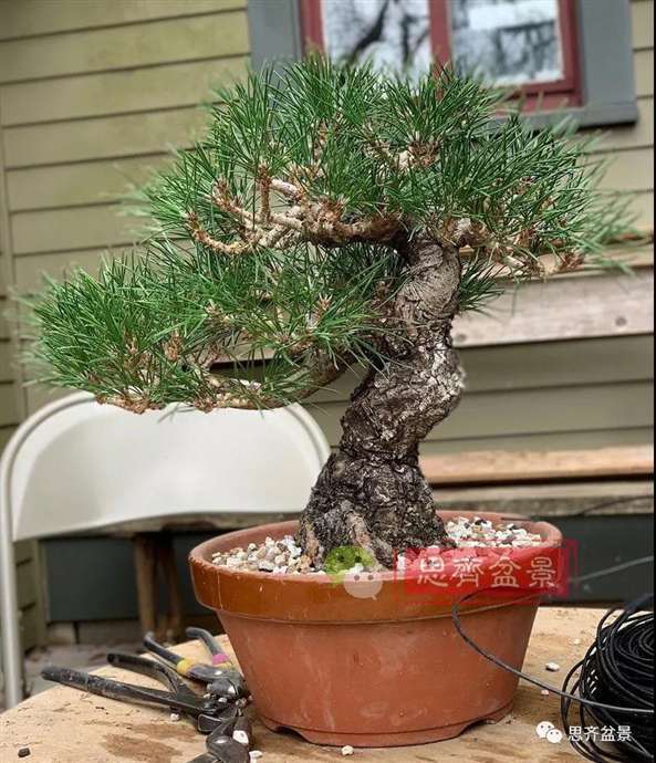 图解 籽播黑松 8年时间制作成盆景