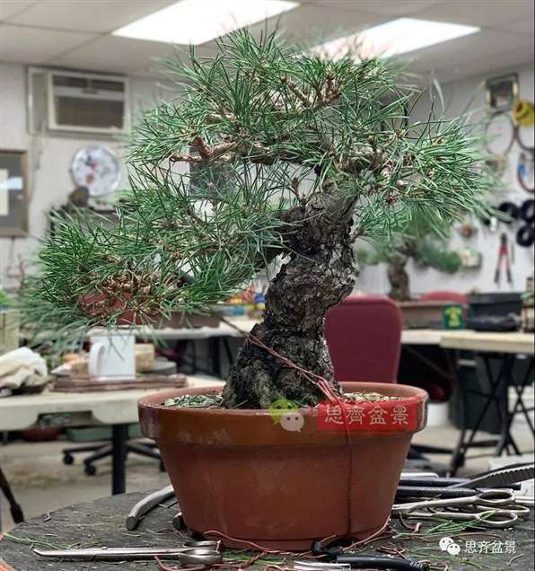 图解 籽播黑松 8年时间制作成盆景