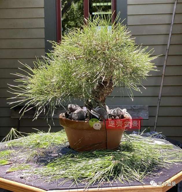 图解 籽播黑松 8年时间制作成盆景