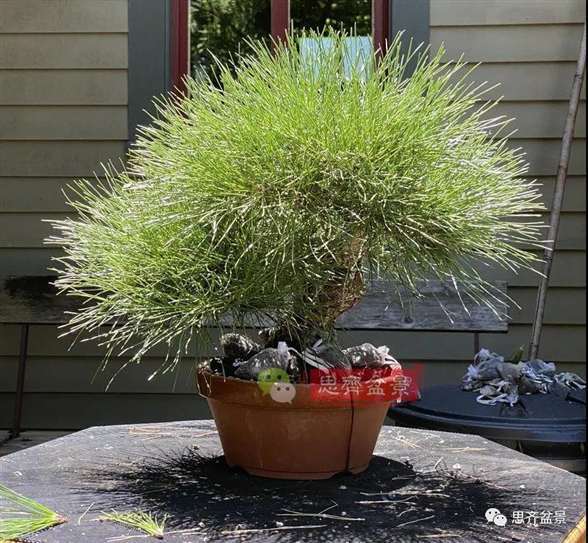 图解 籽播黑松 8年时间制作成盆景