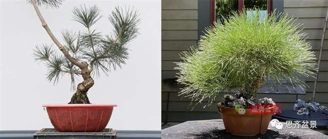 图解 籽播黑松 8年时间制作成盆景