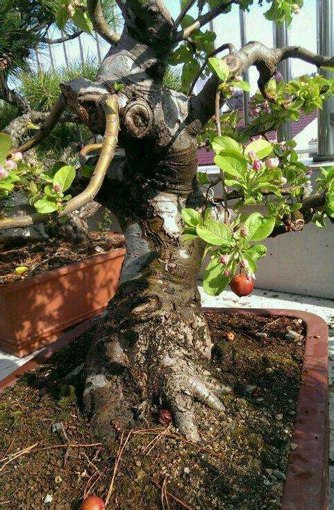 冬红果下山桩 别买嫁接的 3一5分就行了