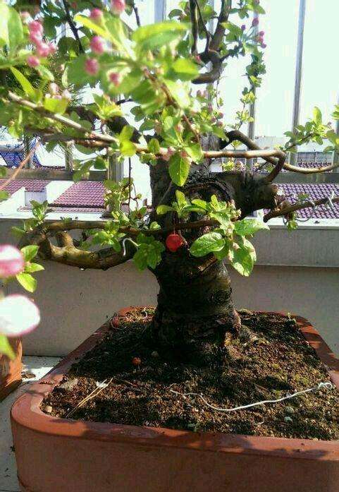 冬红果下山桩 别买嫁接的 3一5分就行了