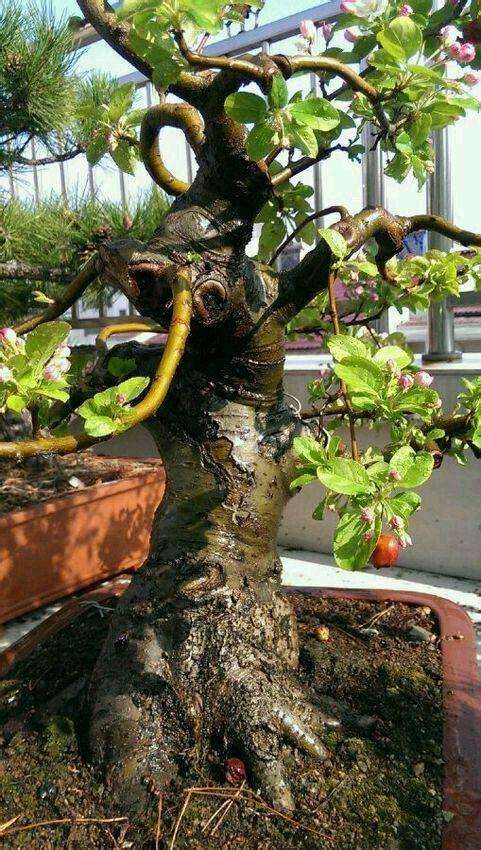 冬红果下山桩 别买嫁接的 3一5分就行了