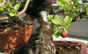 冬红果下山桩 别买嫁接的 3一5分就行了